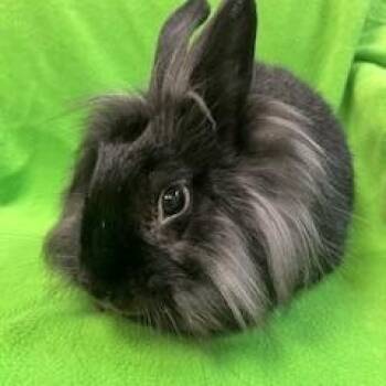 Rescue Lionhead Rabbits for Adoption in Fort Worth, Texas - Dulce | PetCurious