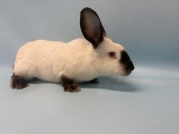 Gardenia -  Himalayan Rabbit for Adoption in Minneapolis, Minnesota - Gardenia | PetCurious