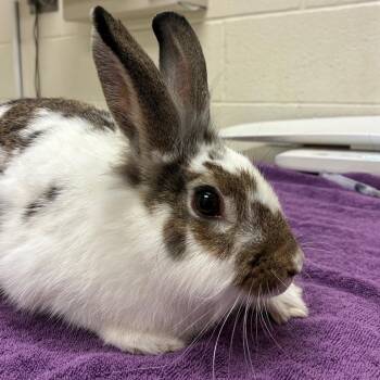 Bebe -  English Spot Rabbit for Adoption in Murray, Utah - Bebe | PetCurious