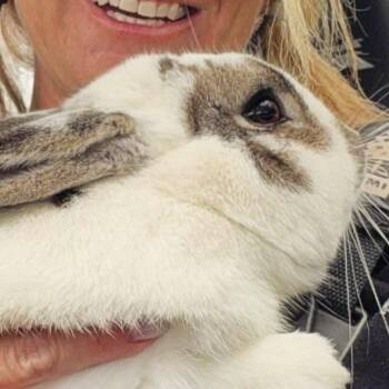 Aspen -  American Rabbit for Adoption in Winston-salem, North Carolina - Aspen | PetCurious