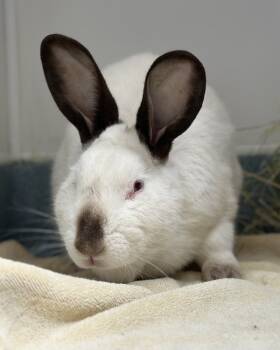 Rescue Bunny Rabbit and Californian Rabbits for Adoption in Novato, California - Zarathustra Aka Zar | PetCurious