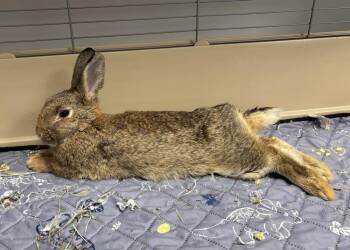 Mooncake -  Dwarf Rabbit for Adoption in Westford, Massachusetts - Mooncake | PetCurious