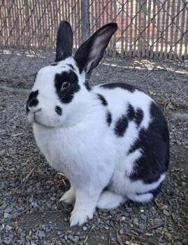 Moo -  American Rabbit for Adoption in Oakland, California - Moo | PetCurious