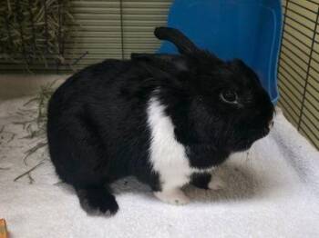 Howard -  Bunny Rabbit Rabbit for Adoption in Williamsport, Pennsylvania - Howard | PetCurious