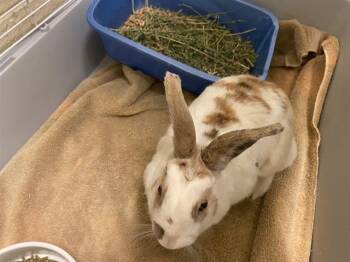 CRAZY BREAD -  Bunny Rabbit Rabbit for Adoption in West Valley City, Utah - CRAZY BREAD | PetCurious