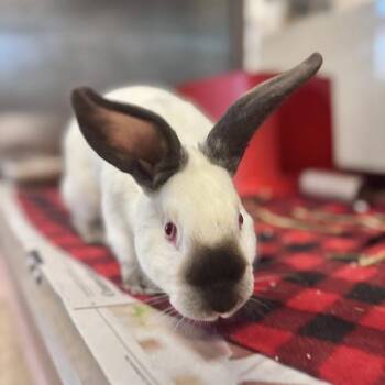 Bunny Rabbit Rabbits Available for Adoption - Howie | PetCurious