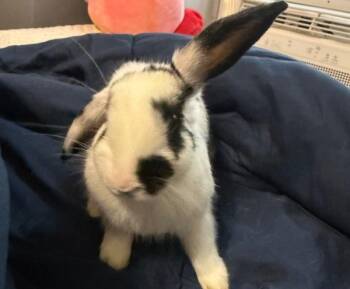 Piglet -  Holland Lop Rabbit for Adoption in New York, New York - Piglet | PetCurious