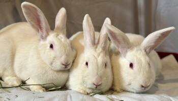 Jester -  New Zealand Rabbit for Adoption in Ankeny, Iowa - Jester | PetCurious