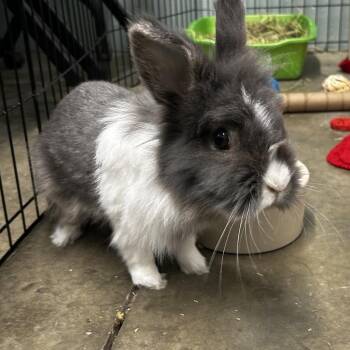Bunny Rabbit Rabbits Available for Adoption in Mentor, Ohio - Wander | PetCurious