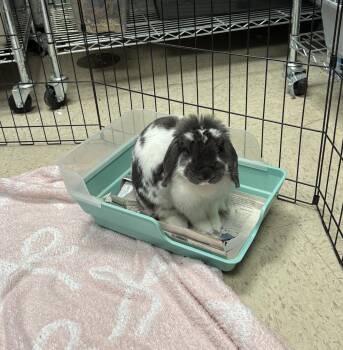 Ophelia -  Lop Eared Rabbit for Adoption in Teterboro, New Jersey - Ophelia | PetCurious