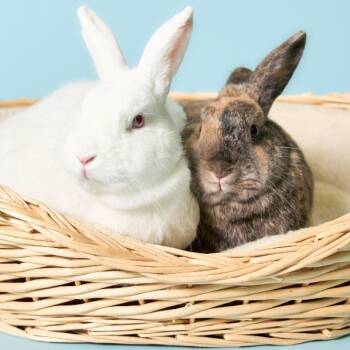 Rescue Harlequin Rabbits for Adoption in Lenexa, Kansas - Harley | PetCurious