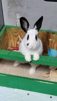 Truffles -  English Spot and Bunny Rabbit Rabbit for Adoption in Laurens, South Carolina - Truffles | PetCurious