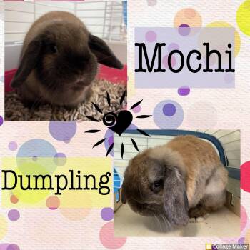 Mochi and Dumpling -  Lop Eared Rabbit Available for Adoption in Clearfield, Pennsylvania - Mochi And Dumpling | PetCurious