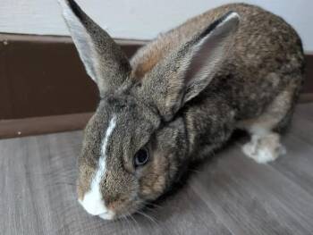 Jordan -  Dwarf Rabbit for Adoption in Westford, Massachusetts - Jordan | PetCurious
