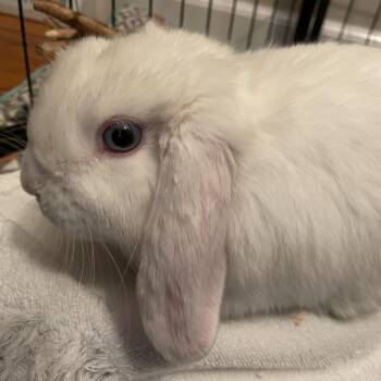 Lop Eared Rabbits Available for Adoption in Andover, Connecticut - Hunny | PetCurious