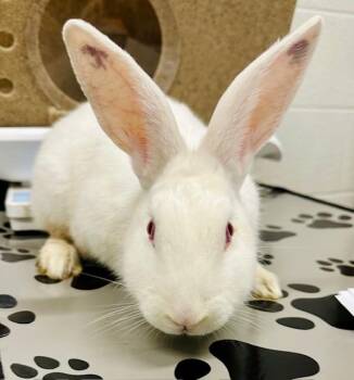 Florida White Rabbits Available for Adoption in Derwood, Maryland - HIPPITY HOPPITY | PetCurious