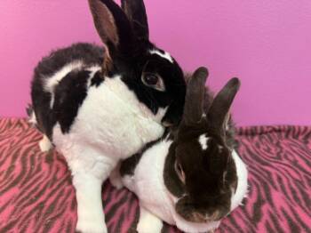 Rex Rabbits Available for Adoption in Saint Charles, Missouri - Bubby And Bub  | PetCurious