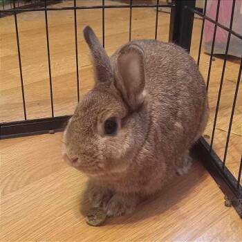 Nesquick--In Foster -  American Rabbit for Adoption in Fargo, North Dakota - Nesquick--In Foster | PetCurious