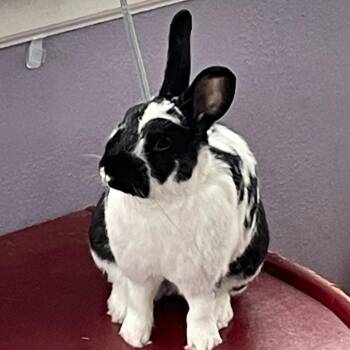 Rescue Bunny Rabbit Rabbits for Adoption in Minneapolis, Minnesota - Odie | PetCurious