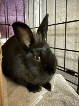 Rescue Lionhead Rabbits for Adoption in Roseville, California - Scarecrow | PetCurious