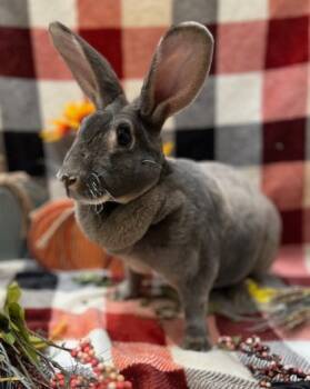 Rescue Rex Rabbits for Adoption in Eugene, Oregon - Bluey | PetCurious