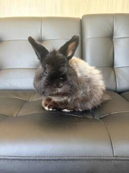 Bala -  Lionhead Rabbit for Adoption in Cambridge, Maryland - Bala | PetCurious