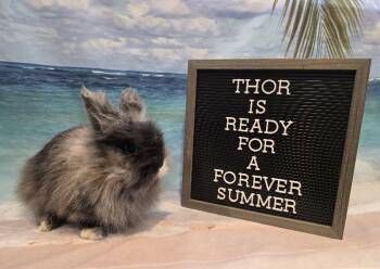 Thor -  Lionhead Rabbit for Adoption in Columbus, Ohio - Thor | PetCurious