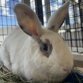 Bunny Rabbit Rabbits Available for Adoption in Burlingame, California - Pepper | PetCurious