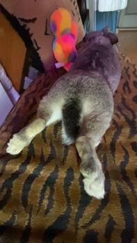 Joey -  Chinchilla Rabbit for Adoption in Plumsted, New Jersey - Joey | PetCurious