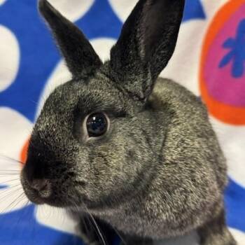 Jill -  Bunny Rabbit Rabbit for Adoption in Westerville, Ohio - Jill | PetCurious