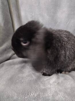 Felix -  Holland Lop Rabbit for Adoption in Plymouth, Michigan - Felix | PetCurious