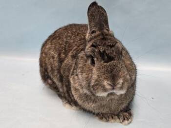 Boldy -  Florida White and Bunny Rabbit Rabbit for Adoption in Minneapolis, Minnesota - Boldy | PetCurious