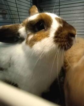 Rescue Rex Rabbits for Adoption in Waupaca, Wisconsin - Ernie | PetCurious