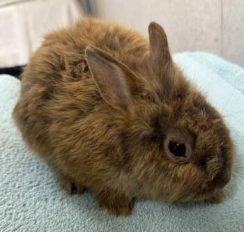 Dopey -  Dwarf Rabbit for Adoption in Honolulu, Hawaii - Dopey | PetCurious