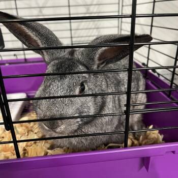 Flip Flop -  Flemish Giant Rabbit for Adoption in Clearwater, Florida - Flip Flop | PetCurious