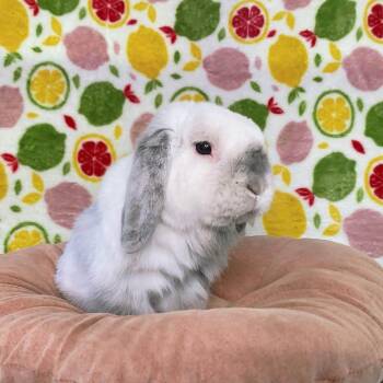 Bowtie -  Holland Lop Rabbit for Adoption in Saint Charles, Missouri - Bowtie | PetCurious
