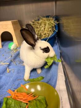 Beanie -  Mini Rex and Bunny Rabbit Rabbit for Adoption in Golden Valley, Minnesota - Beanie | PetCurious
