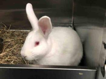 Bunny Rabbit Rabbits Available for Adoption - ROO | PetCurious