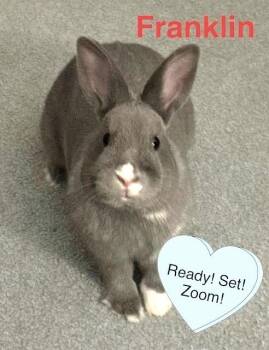 Franklin -  Bunny Rabbit Rabbit Available for Adoption in Washington Mills, New York - Franklin | PetCurious