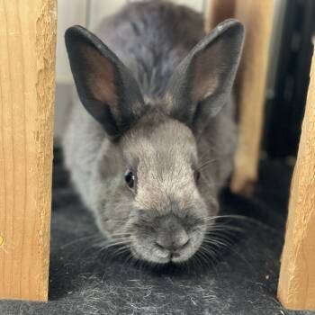 Rescue American Rabbits for Adoption in Kanab, Utah - Odette | PetCurious
