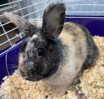 Rescue Harlequin Rabbits for Adoption in Fall River, Massachusetts - Pistachio | PetCurious