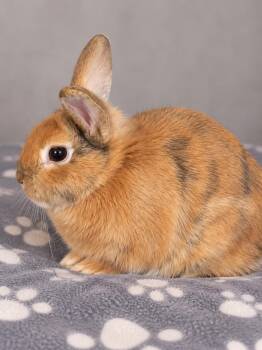 Bun Jovi -  Harlequin Rabbit for Adoption in Skyline, Minnesota - Bun Jovi | PetCurious