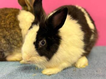 Baked Beans and friends -  Lionhead Rabbit for Adoption in Saint Charles, Missouri - Baked Beans And Friends | PetCurious