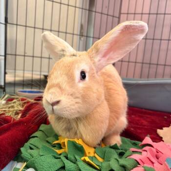 Cadbury -  Bunny Rabbit Rabbit for Adoption in South Burlington, Vermont - Cadbury | PetCurious