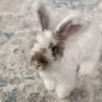 Jasmine -  Angora Rabbit Rabbit for Adoption in Miami, Florida - Jasmine | PetCurious