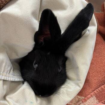 Verde -  Bunny Rabbit Rabbit for Adoption in Richmond, California - Verde | PetCurious