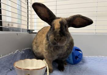 Mini Lop Rabbits Available for Adoption - Tansy | PetCurious