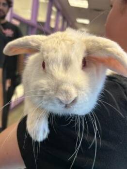 Bunny Rabbit Rabbits Available for Adoption in El Paso, Texas - 60961003 | PetCurious
