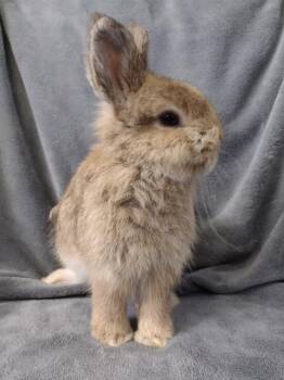 Callum -  Netherland Dwarf and Jersey Wooly Rabbit for Adoption in Plymouth, Michigan - Callum | PetCurious