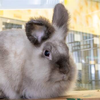 Rescue Himalayan Rabbits for Adoption in St. Louis, Missouri - LOLA | PetCurious